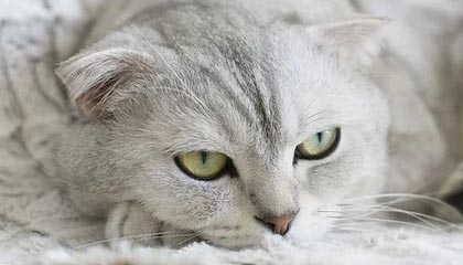 突破自我与科技融合的运动新纪元——B体育软文深度体验