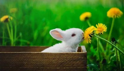 突破自我与科技融合的运动新纪元——B体育软文深度体验